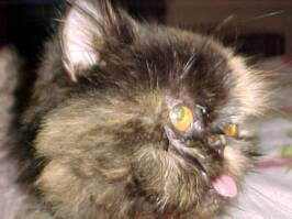 Old Persian Tortie, Babette found wandering the streets completely matted & starving