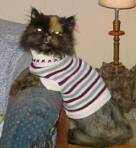 Babette wears sweaters in the winter to keep her old body warm.