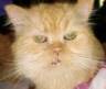 Puff:  15, ex-human threw him away at pound coz new boyfriend hated cats